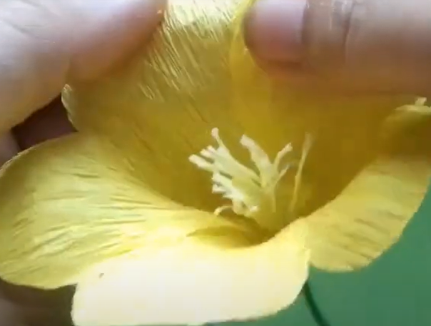 Học ngay cách làm hoa quỳnh anh bằng giấy nhún