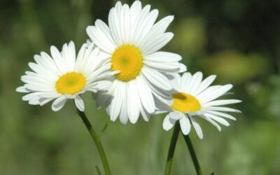 Ấn tượng công thức dùng hạt làm hoa cúc trắng
