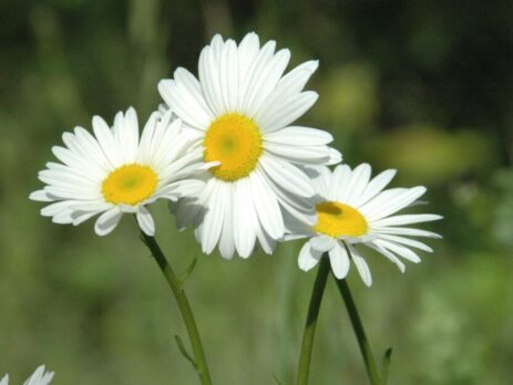 Ấn tượng công thức dùng hạt làm hoa cúc trắng