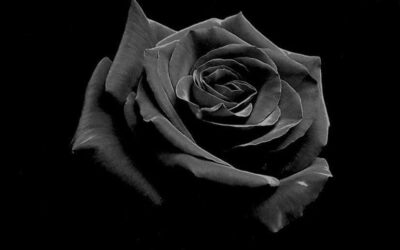Cách làm hoa hồng đen từ lụa và keo nóng