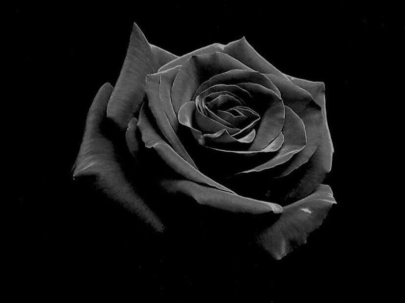 Cách làm hoa hồng đen từ lụa và keo nóng