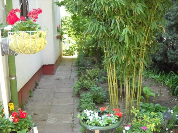 Những loại cây phong thủy trồng trước nhà giúp đẹp không gian xung quanh 