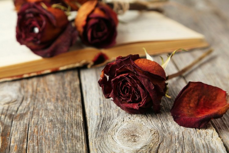 Cách làm hoa hồng đỏ khô cho người ấy vào ngày Valentine