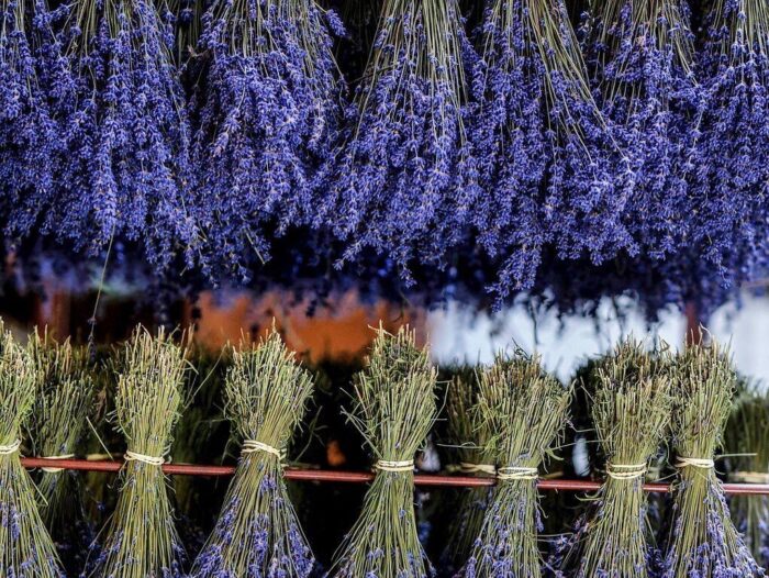 Tìm hiểu hai cách làm hoa lavender khô cực đơn giản bạn nên thử tại nhà