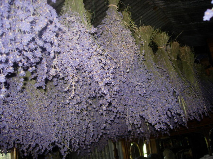 Cách làm hoa lavender khô tuyệt đẹp, hãy thử ngay!
